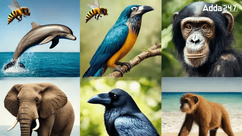 10 Smartest Animals