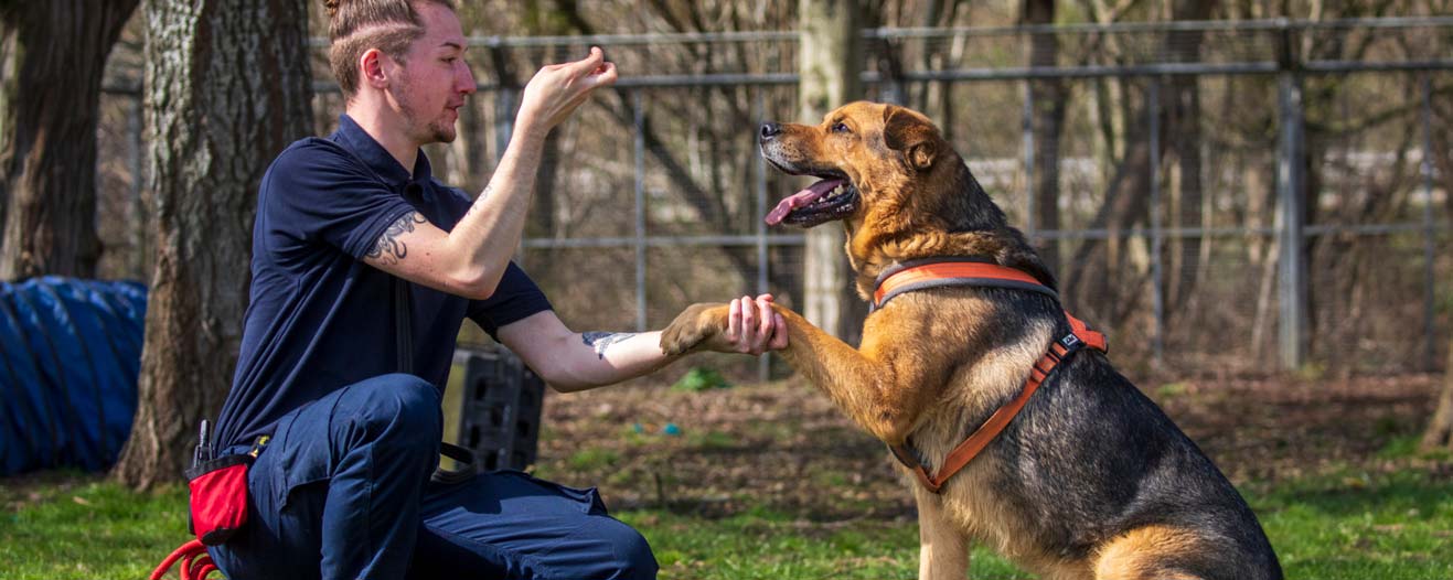 how to train your dog at home