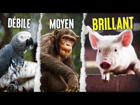 top 10 most intelligent animals in the world