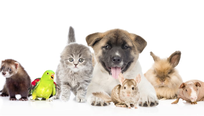 best pets for beginners