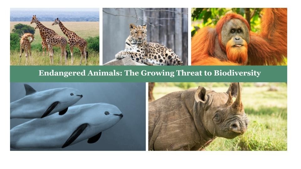 Top 15 Endangered Animals