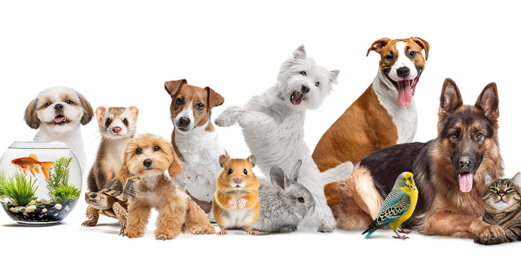 Best Small Pets for Apartments