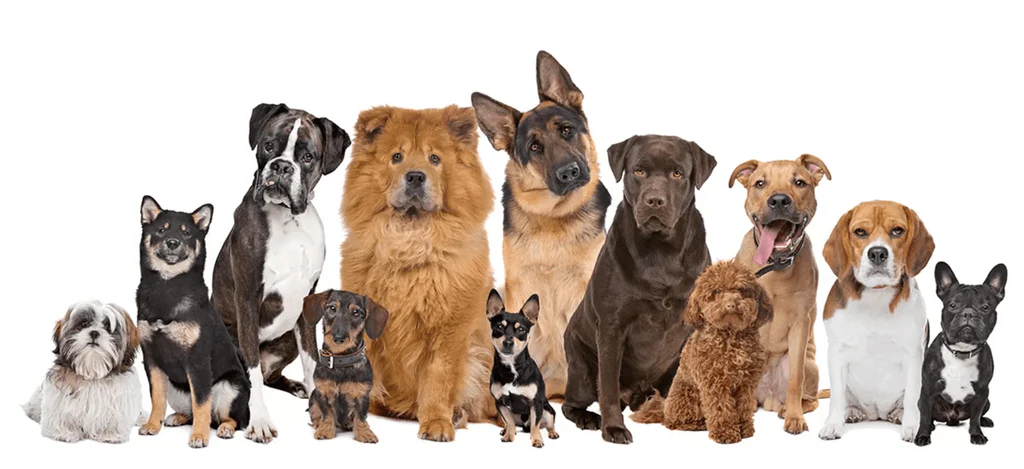 Best Dog Breeds for Families
