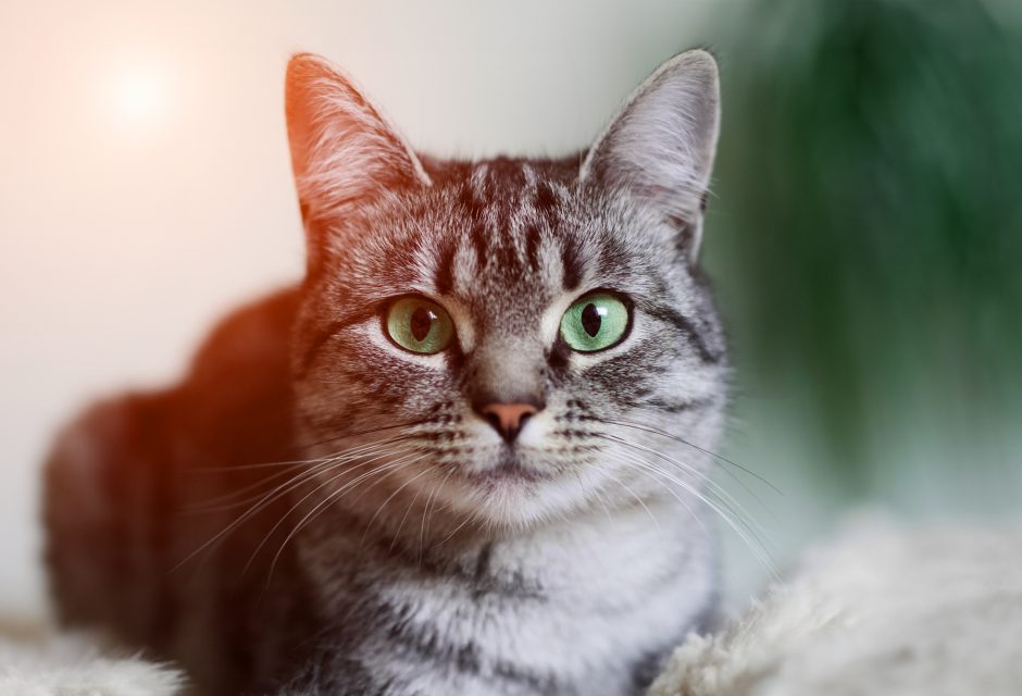 What Do Cats Really Think