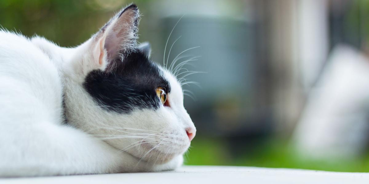 What Do Cats Really Think