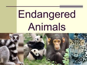 Top 15 Endangered Animals in 2026 and How We Can Save Them - The Zoqo