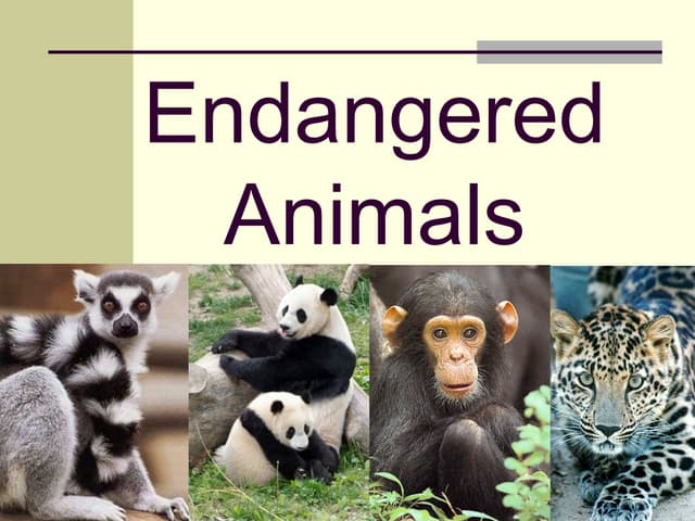 Top 15 Endangered Animals