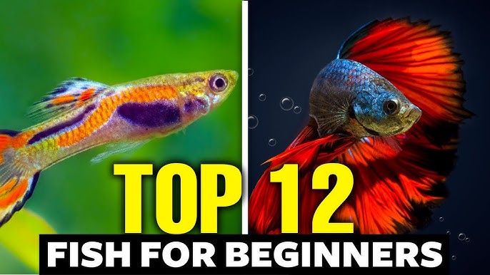 Best Fish for Beginners