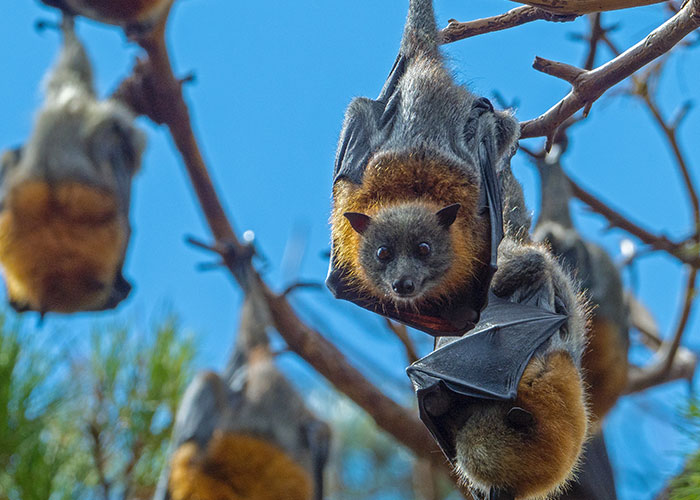 Amazing Animal Facts